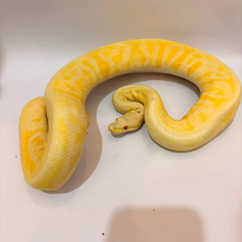 Leopard black pewter Albino Het Clown