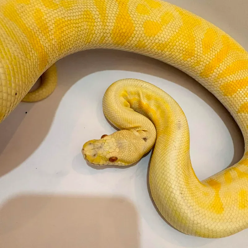 Leopard black pewter Albino Het Clown