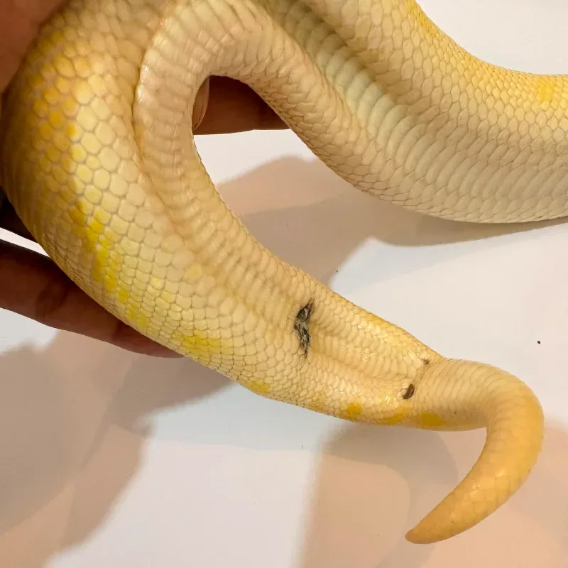 Leopard black pewter Albino Het Clown