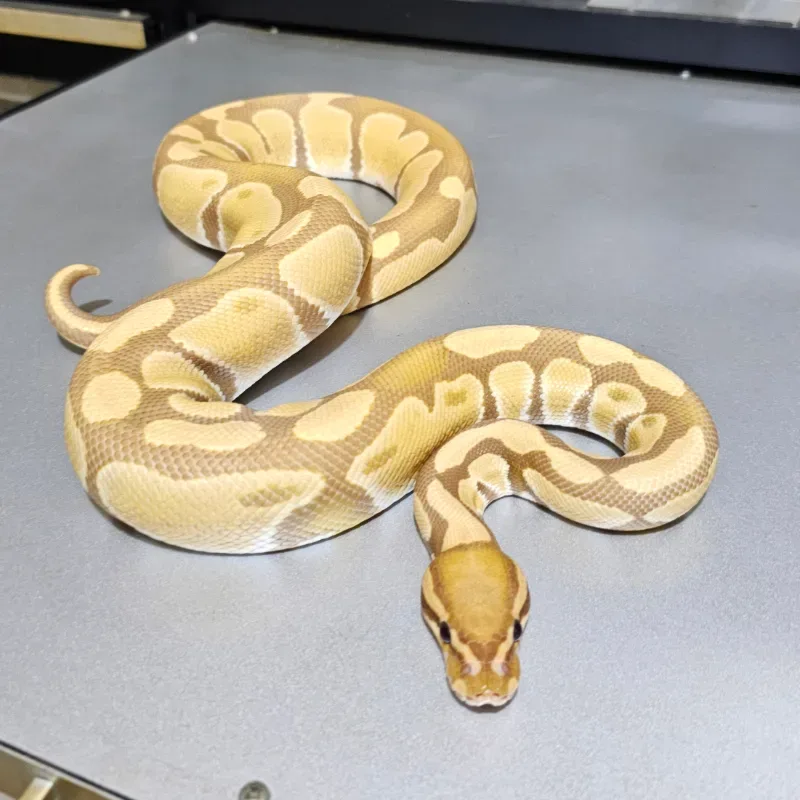Yellowbelly Ultramel