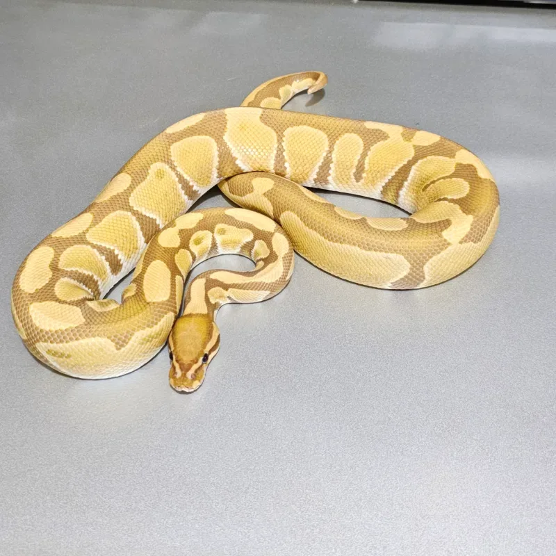 Yellowbelly Ultramel