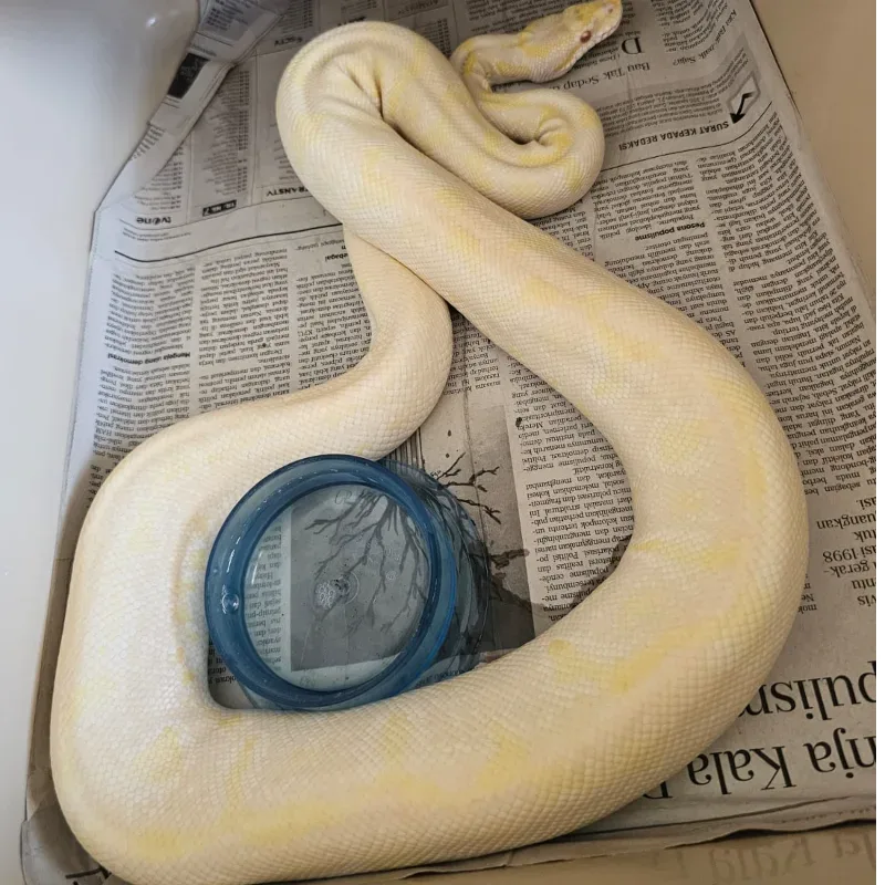 Mojave Lavender Albino