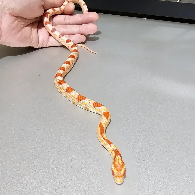 Okeetee Albino/Amelanistic