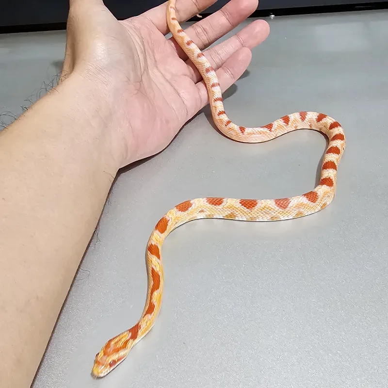 Okeetee Albino/Amelanistic