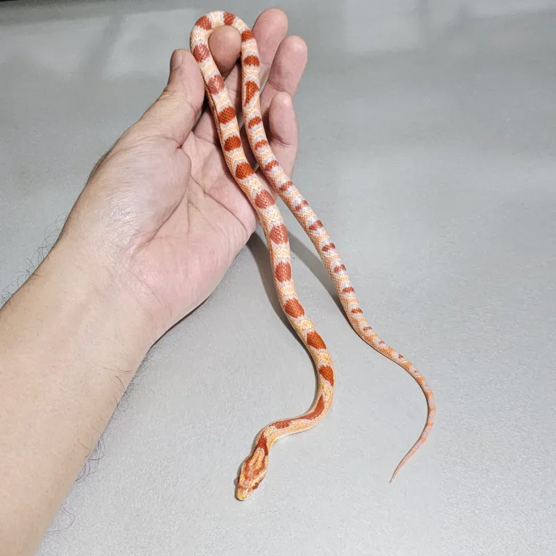 Okeetee Albino/Amelanistic