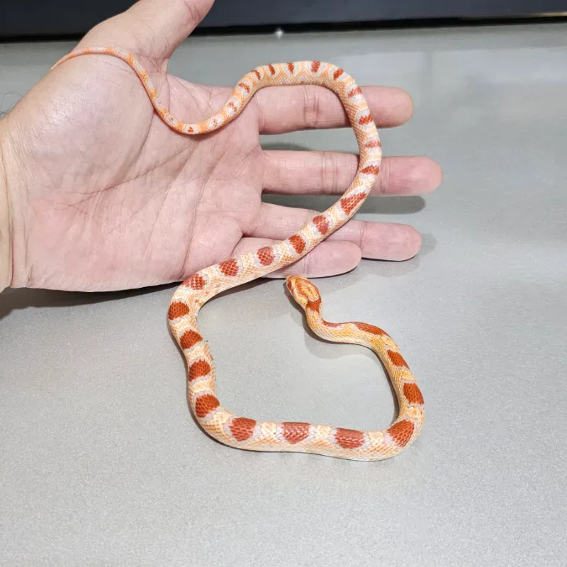 Okeetee Albino/Amelanistic