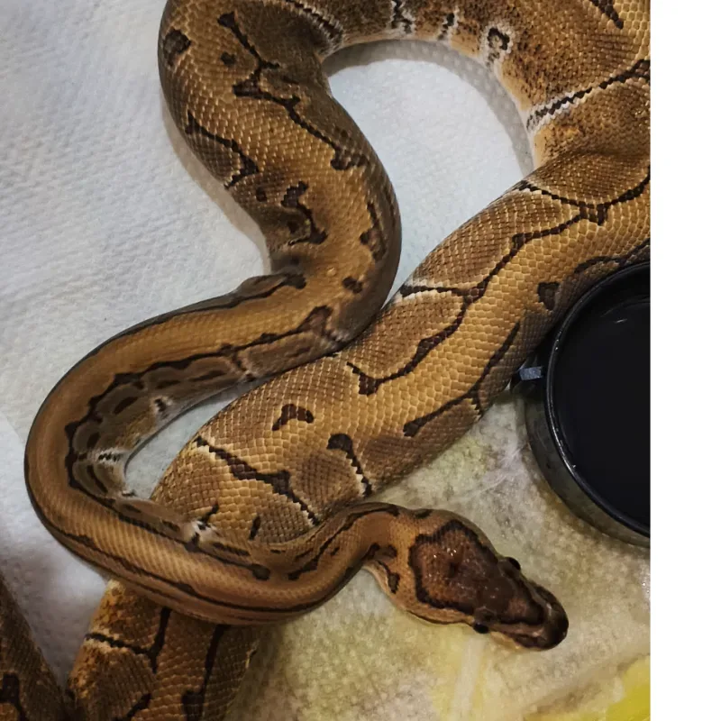 Pinstripe 2