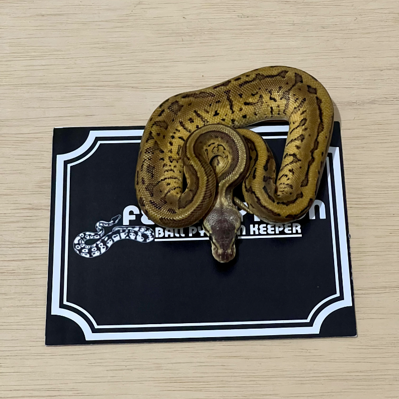 Enchi Pastel Pinstripe