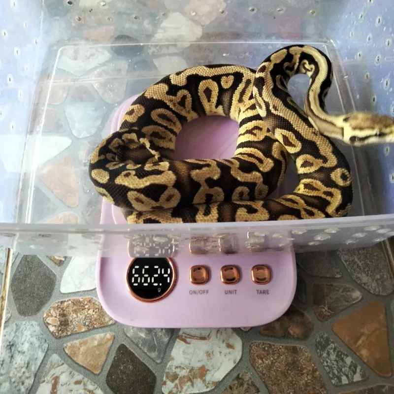 Pastel GHI Het Clown