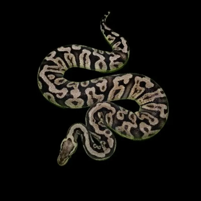 Pastel GHI Het Clown