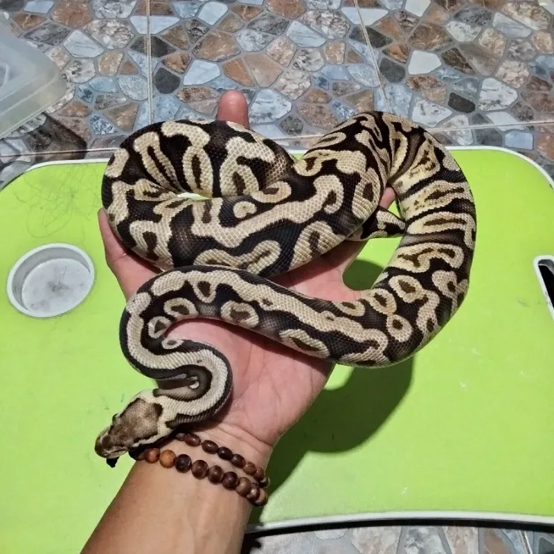 Pastel GHI Het Clown
