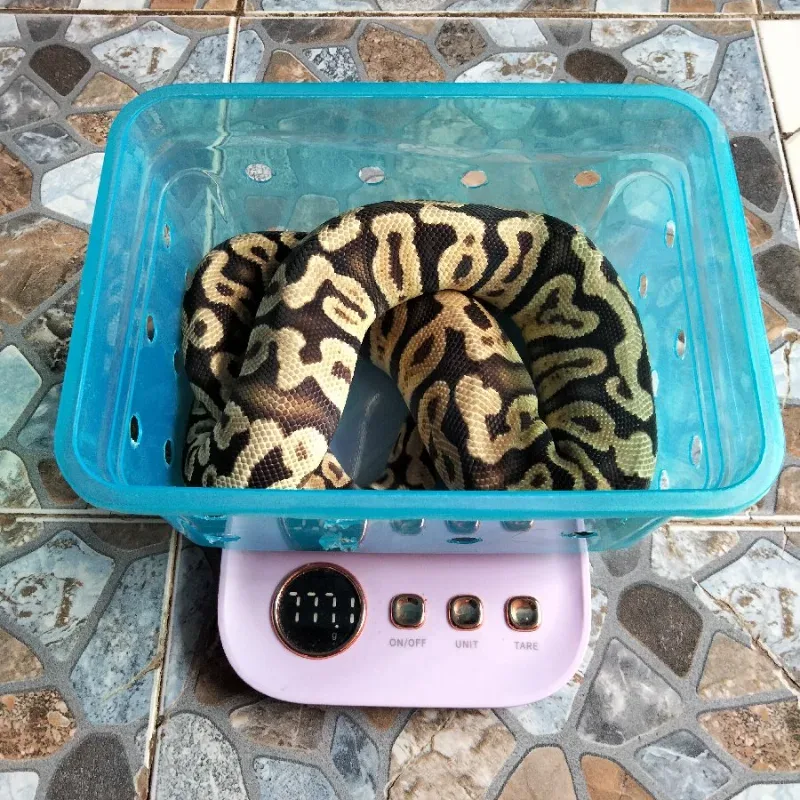 Pastel GHI Het Clown