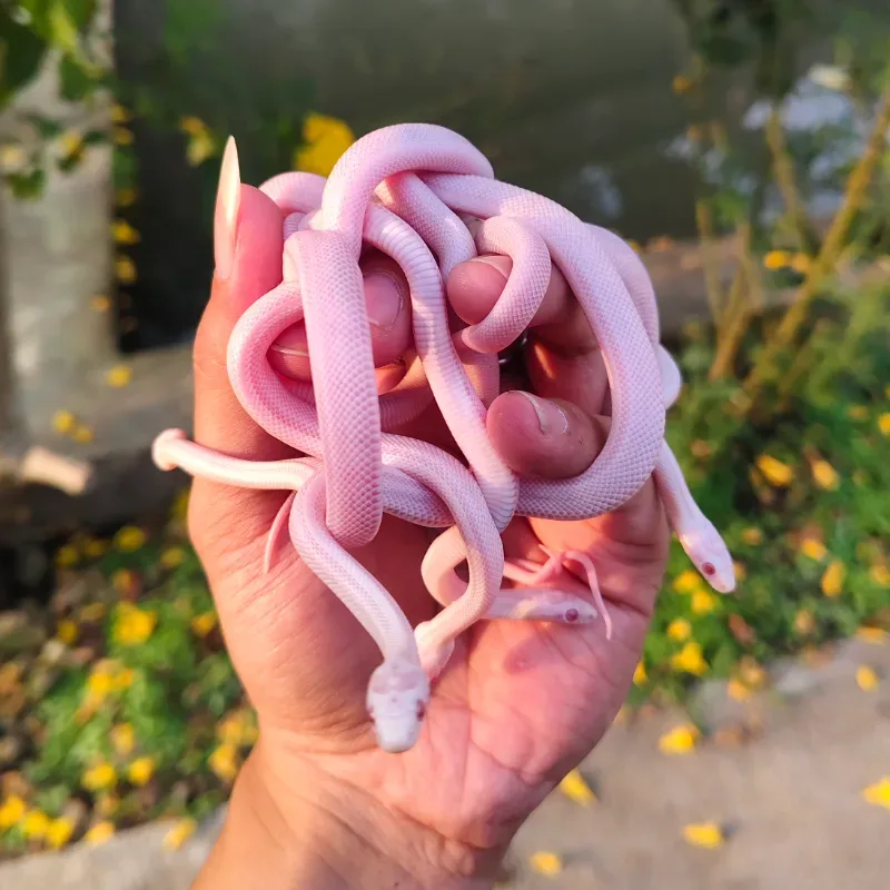 Corn Snake Snow Stripe 