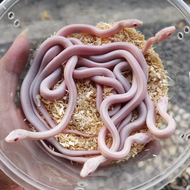 Corn Snake Snow Stripe 