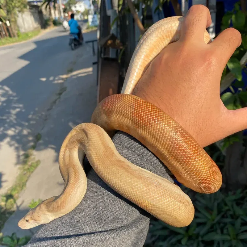Central American t+