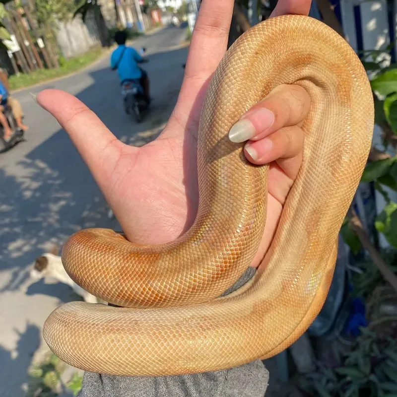 Central American t+