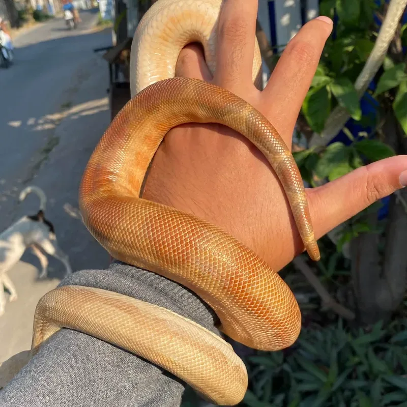 Central American t+