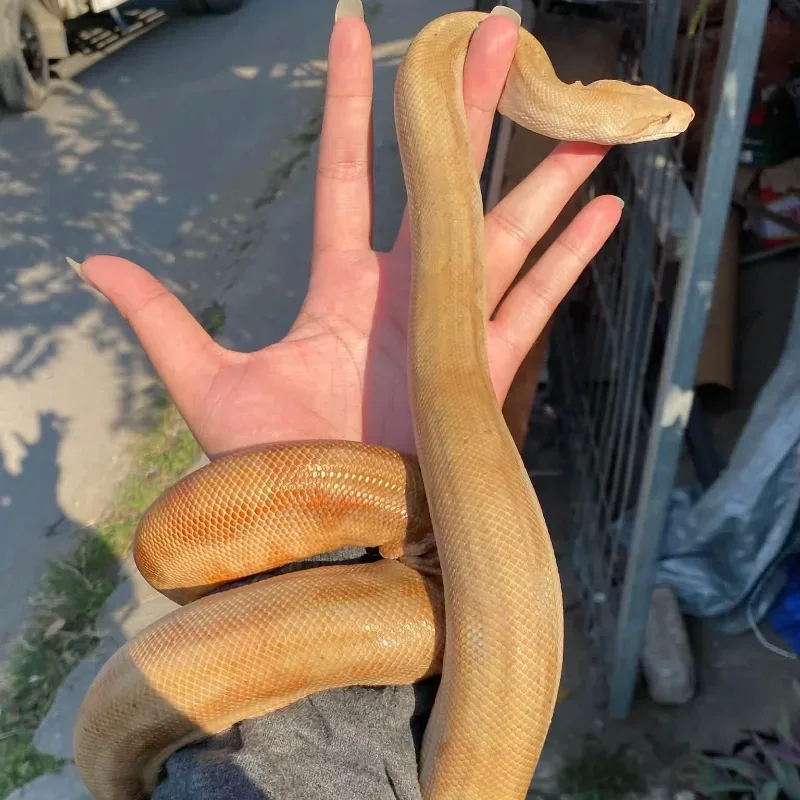 Central American t+