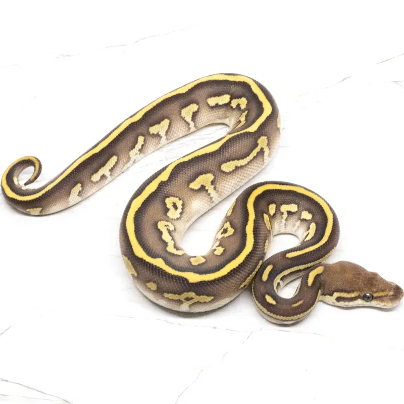 Lesser Blackhead Leopard Het Clown