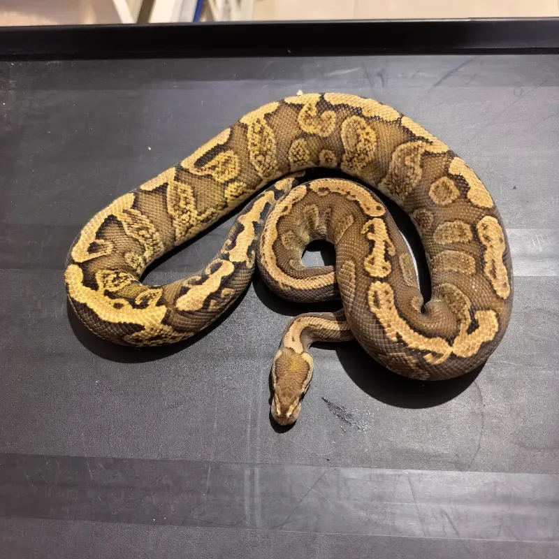 GHI redstripe YB/Specter 66% het Clown