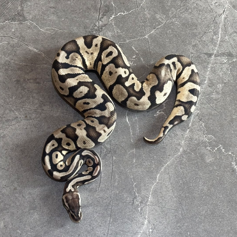 Pastel VPI Axanthic