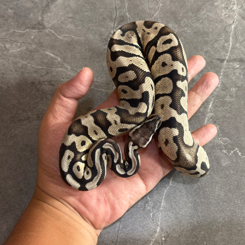 Pastel VPI Axanthic