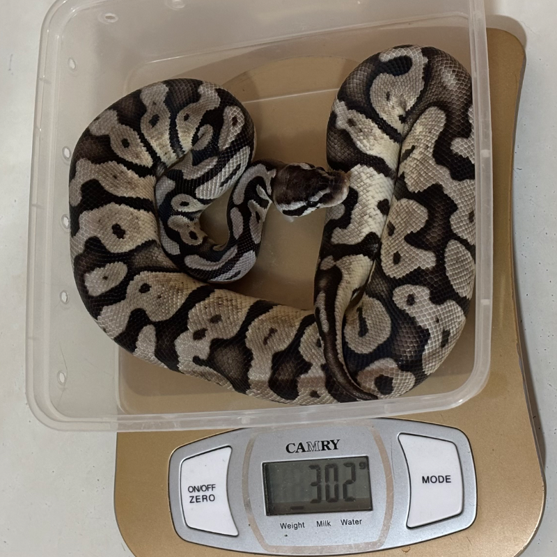 Pastel VPI Axanthic