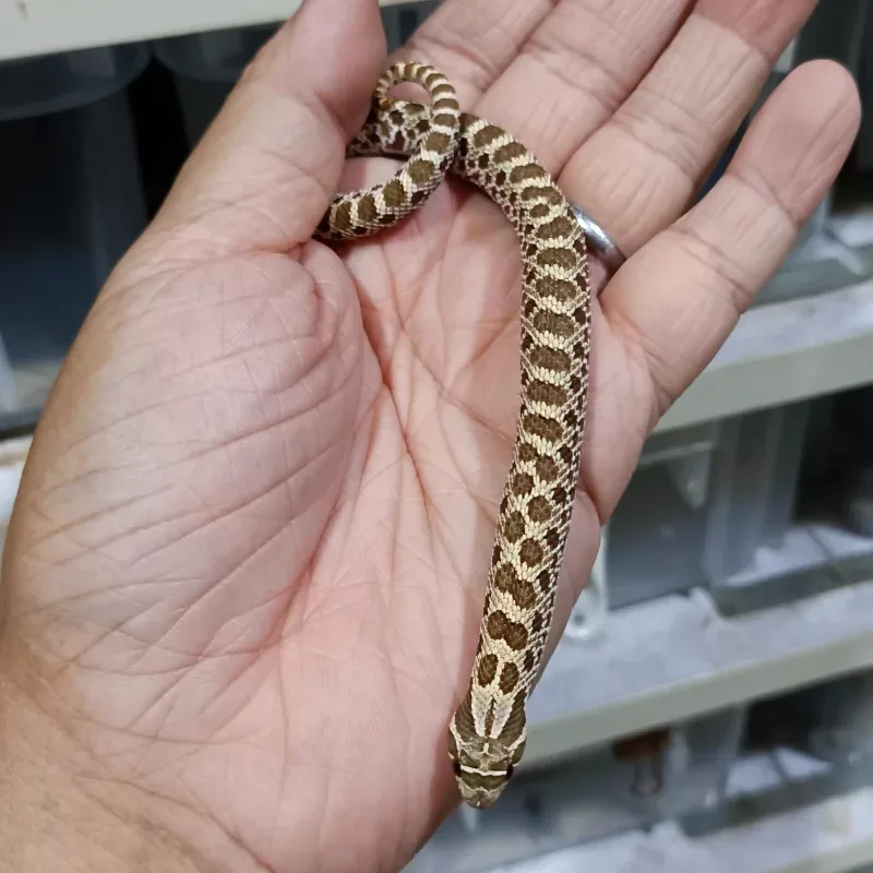 Het Albino Het Axanthic