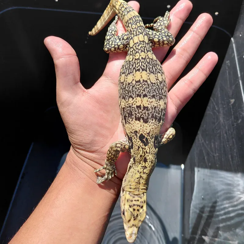 Varanus Salvator Sulfur CB