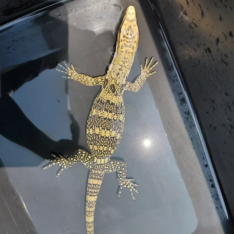 Varanus Salvator Sulfur CB
