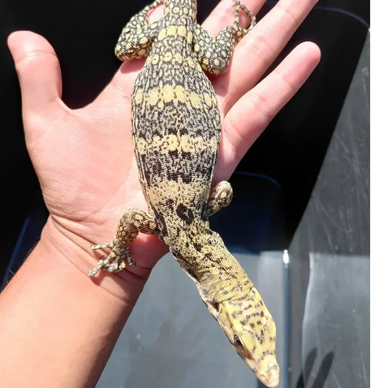 Varanus Salvator Sulfur CB