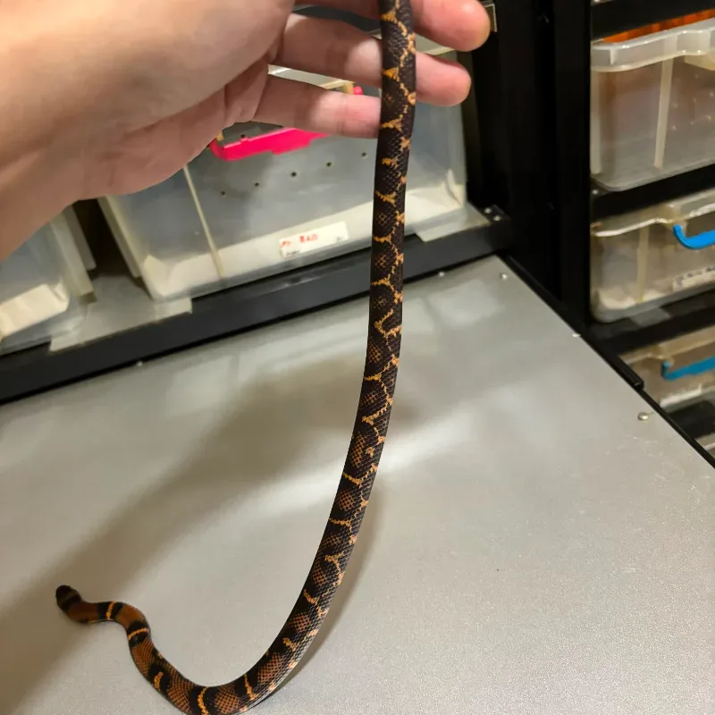 Animal 3