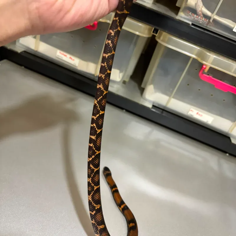 Animal 4