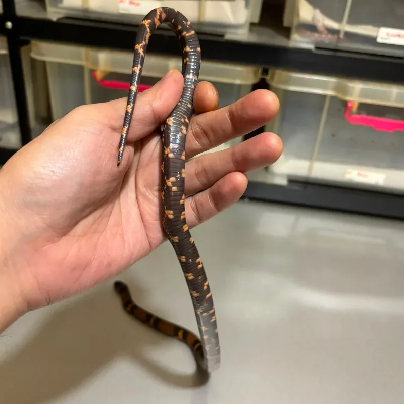 Animal 5
