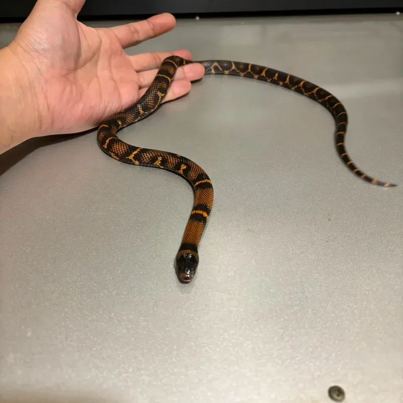 Animal
