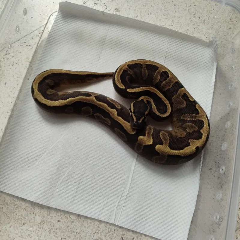 Pied GHI Enchi (OD)
