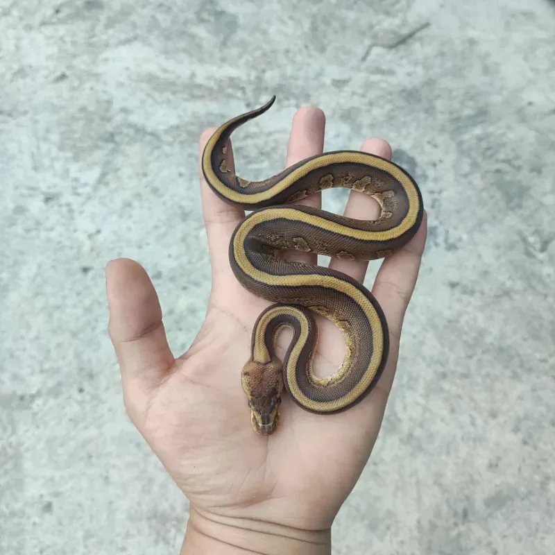Cypress Red Stripe Het Desert Ghost Het Clown