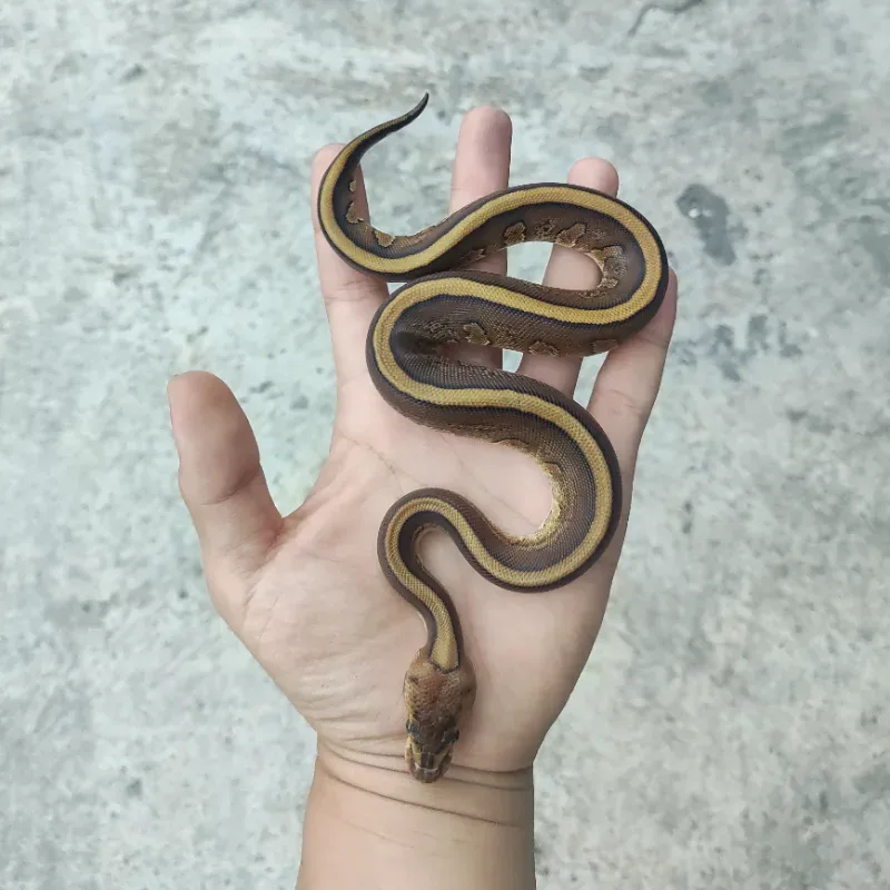 Cypress Red Stripe Het Desert Ghost Het Clown
