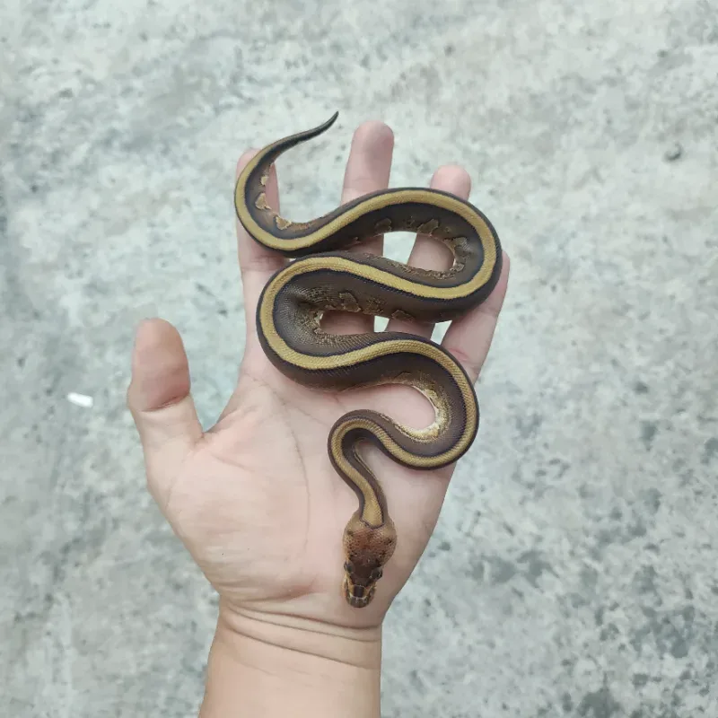 Cypress Red Stripe Het Desert Ghost Het Clown