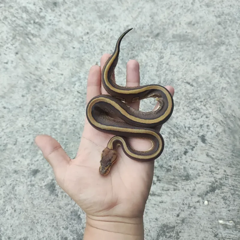 Cypress Red Stripe Het Desert Ghost Het Clown
