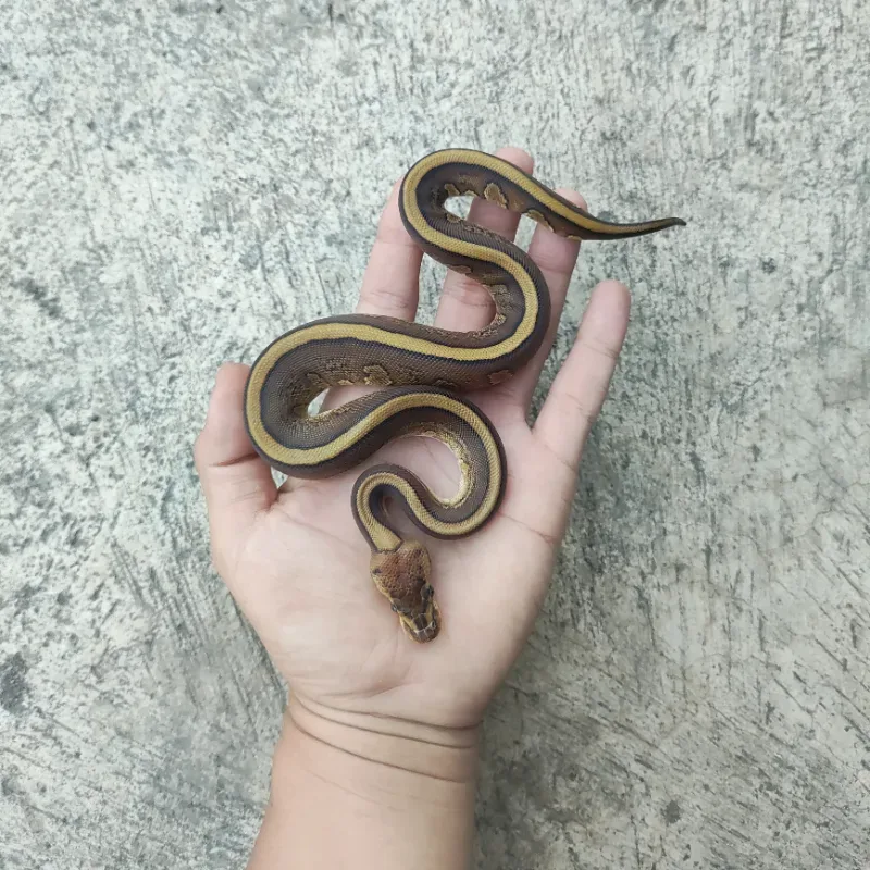 Cypress Red Stripe Het Desert Ghost Het Clown