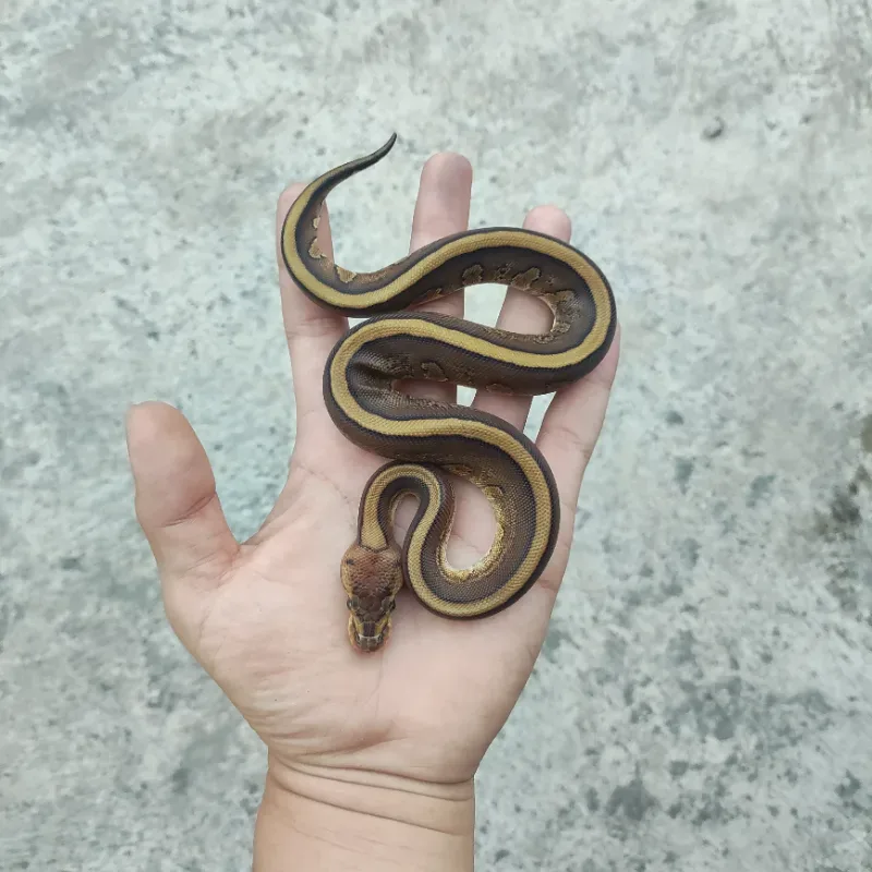 Cypress Red Stripe Het Desert Ghost Het Clown