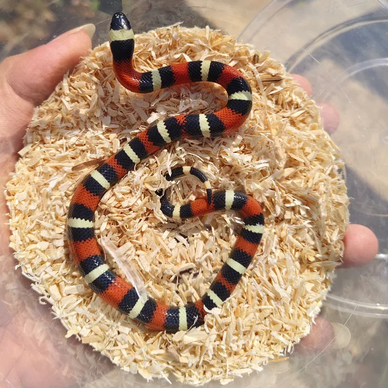 Milksnake pueblan 