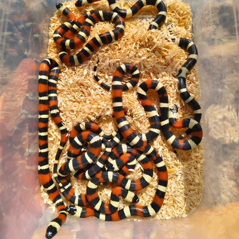 Milksnake pueblan  2