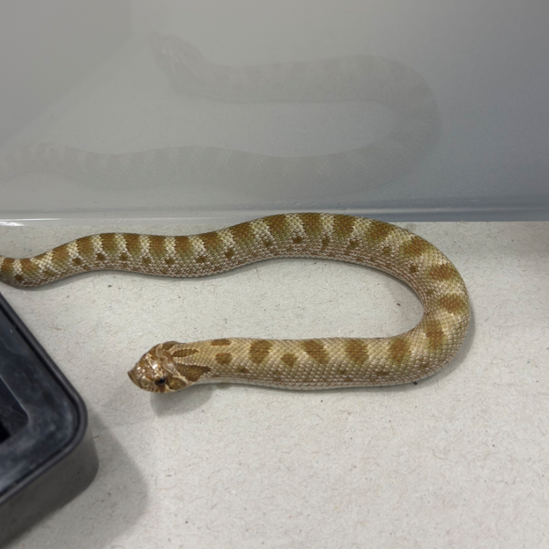 1.0 conda het lavender