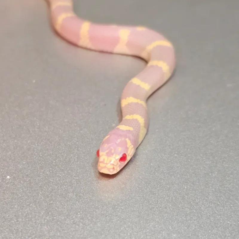 Albino Banded