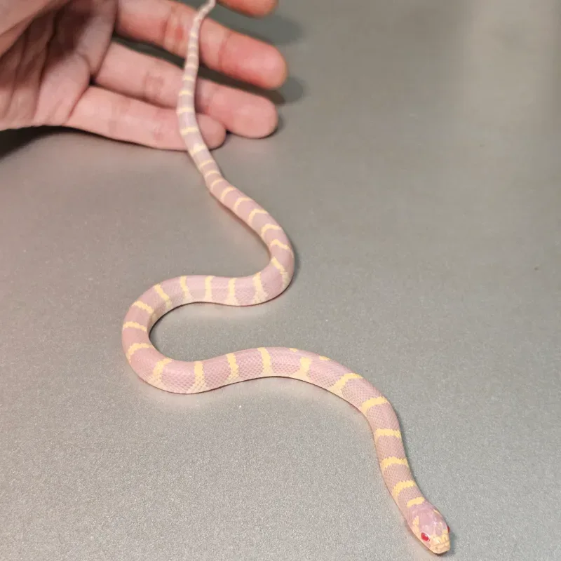 Albino Banded 2