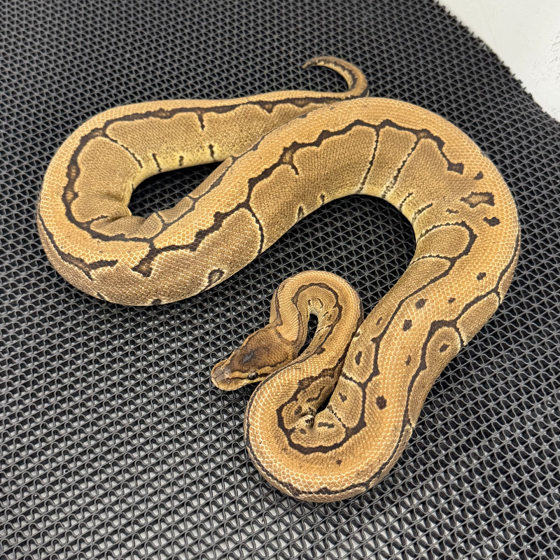 Pinstripe Het Albino