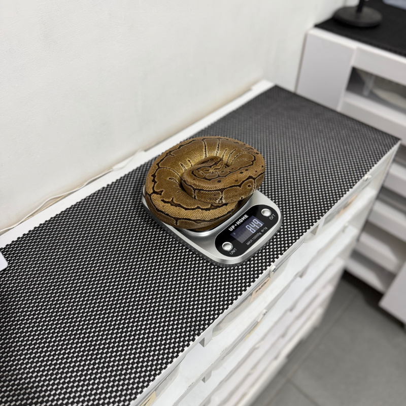 Pinstripe Het Albino