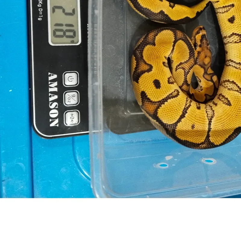 Enchi Gravel Clown